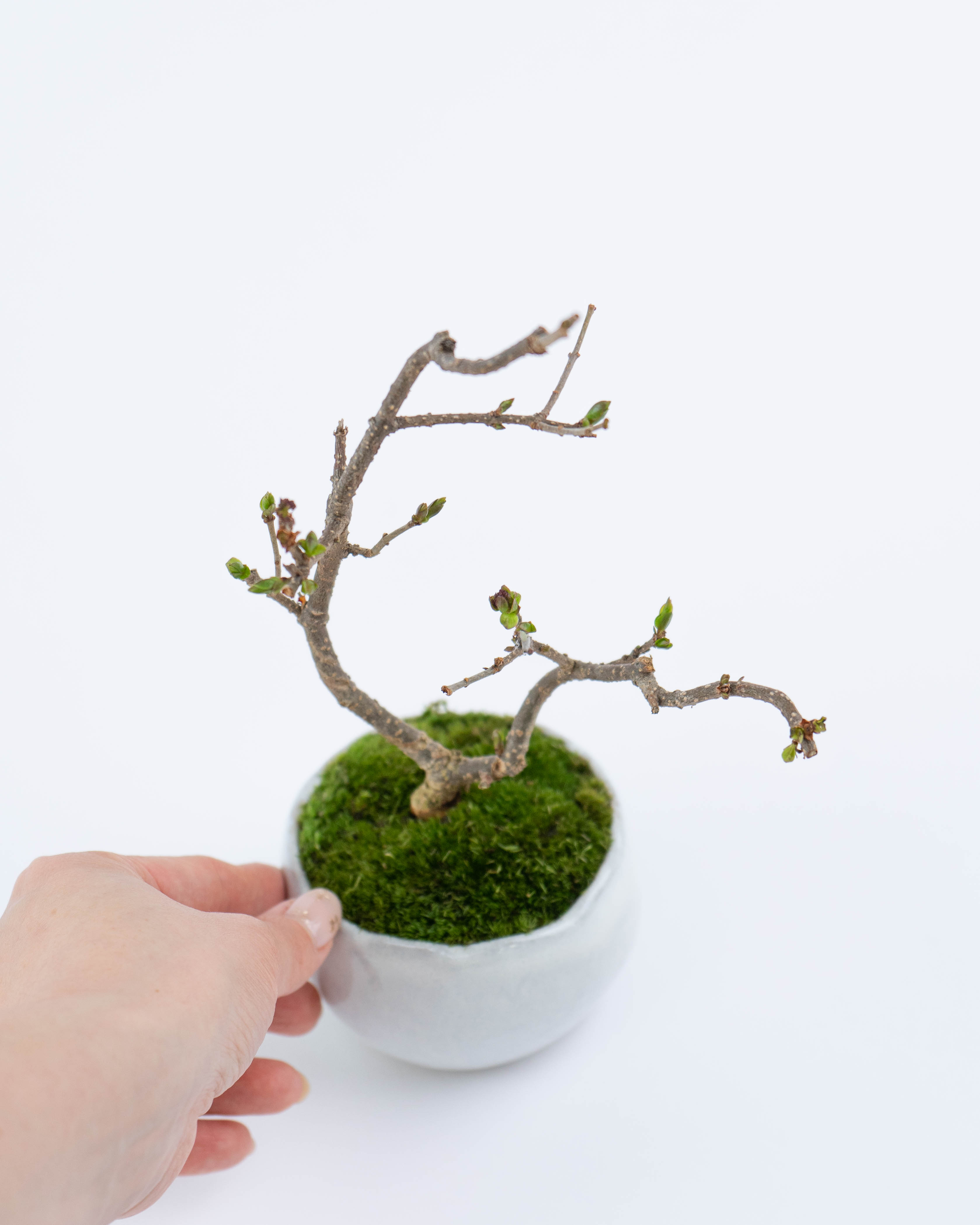 産地直送 盆栽 姫ライラック 鉢色 白／山形 石木花からお届け | 盆栽