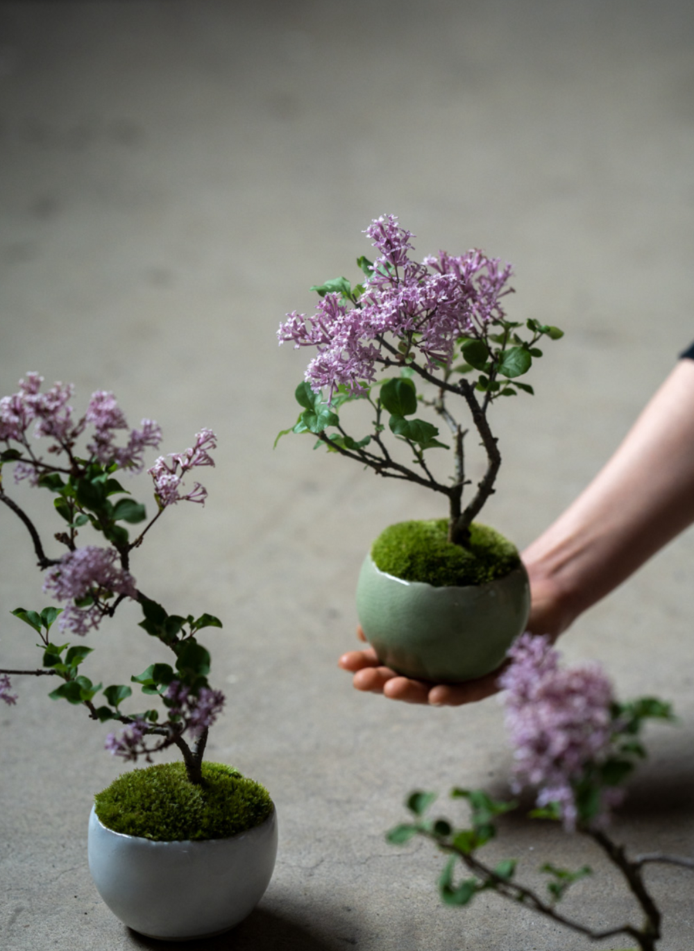 産地直送 盆栽 姫ライラック 鉢色 白／山形 石木花からお届け | 盆栽