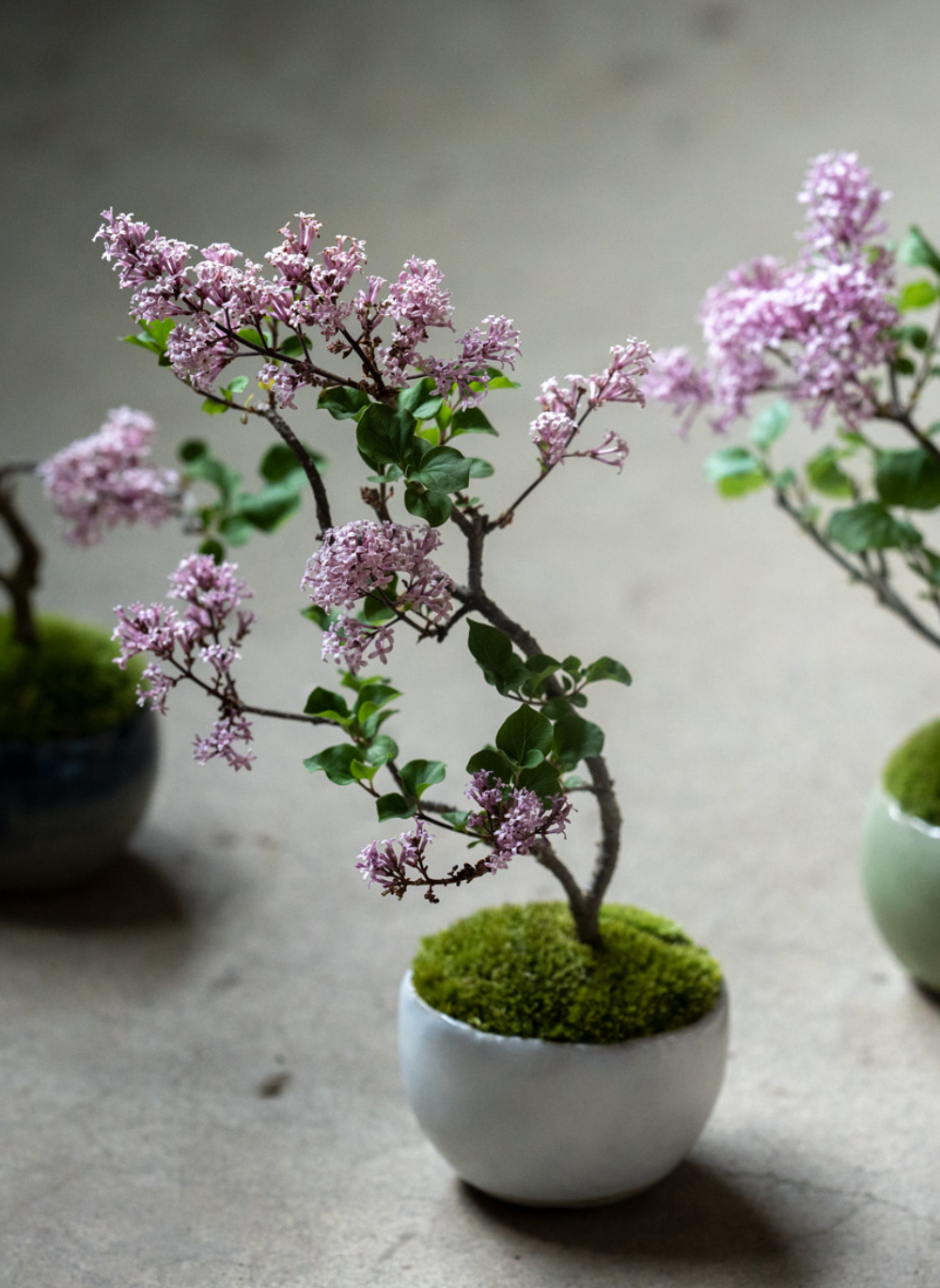 産地直送 盆栽 姫ライラック 鉢色 白／山形 石木花からお届け