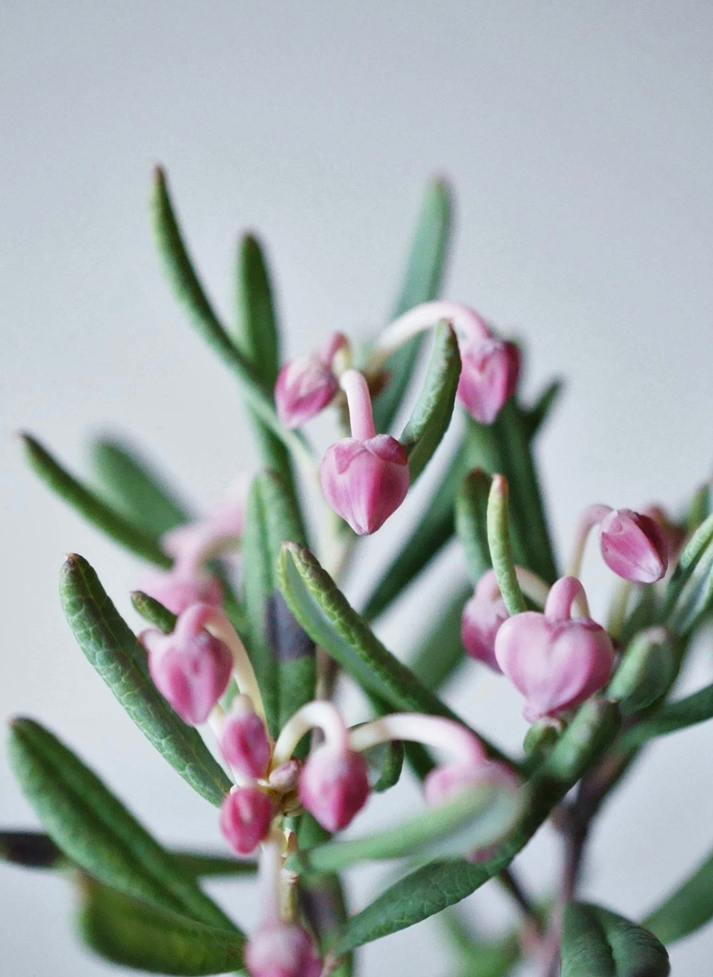 産地直送 盆栽 姫シャクナゲ Lサイズ ブルーアイス 鉢色 氷青／山形