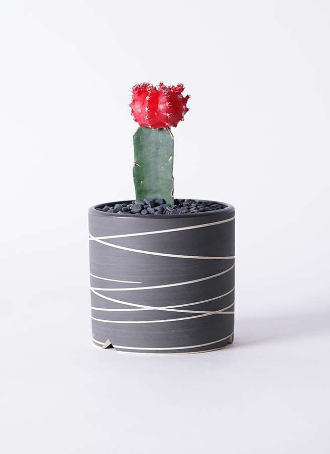 ギムノカリキウム 緋牡丹 ひぼたん 3号 Kross M Size サボテンならhitohana ひとはな