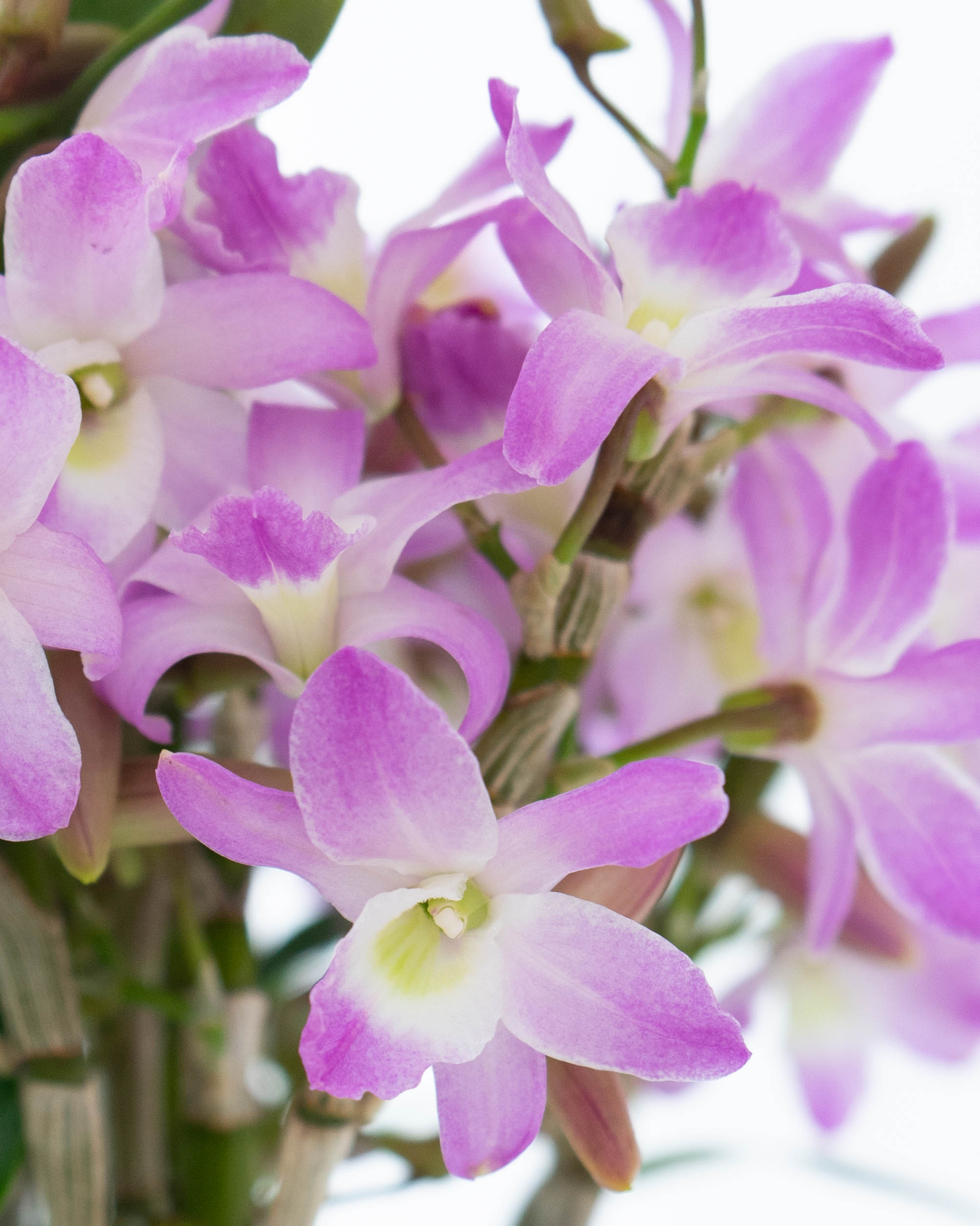 ヤマザキです ピンクの薔薇と紫の菊、オレンジのナスタスチウムのトリオ3点 母の日】産地直送 デンドロビウム ノビル ピンク オリジナル鉢／三重