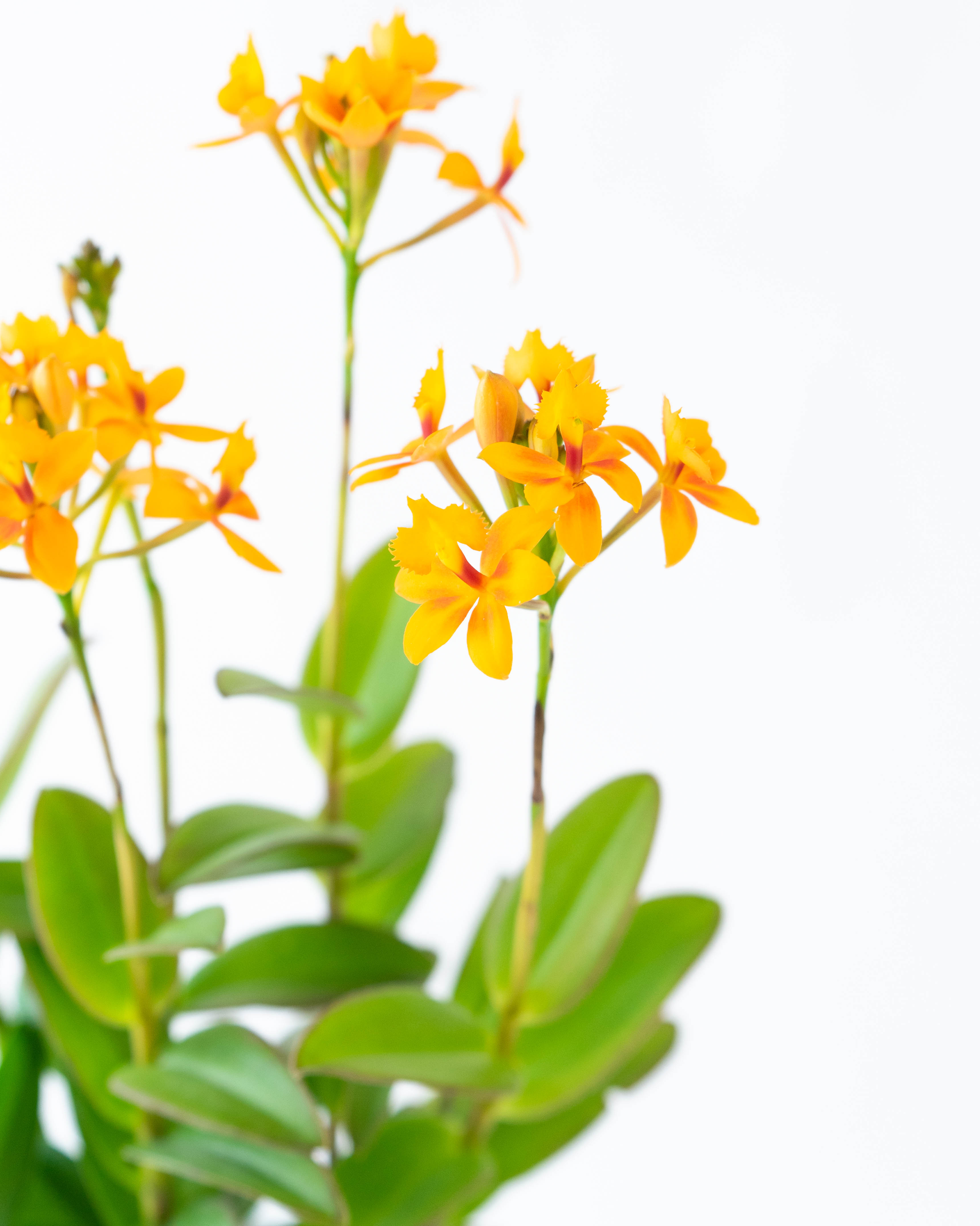 産地直送 エピデンドラム イエロー 陶器鉢／三重 サノオーキッドからお