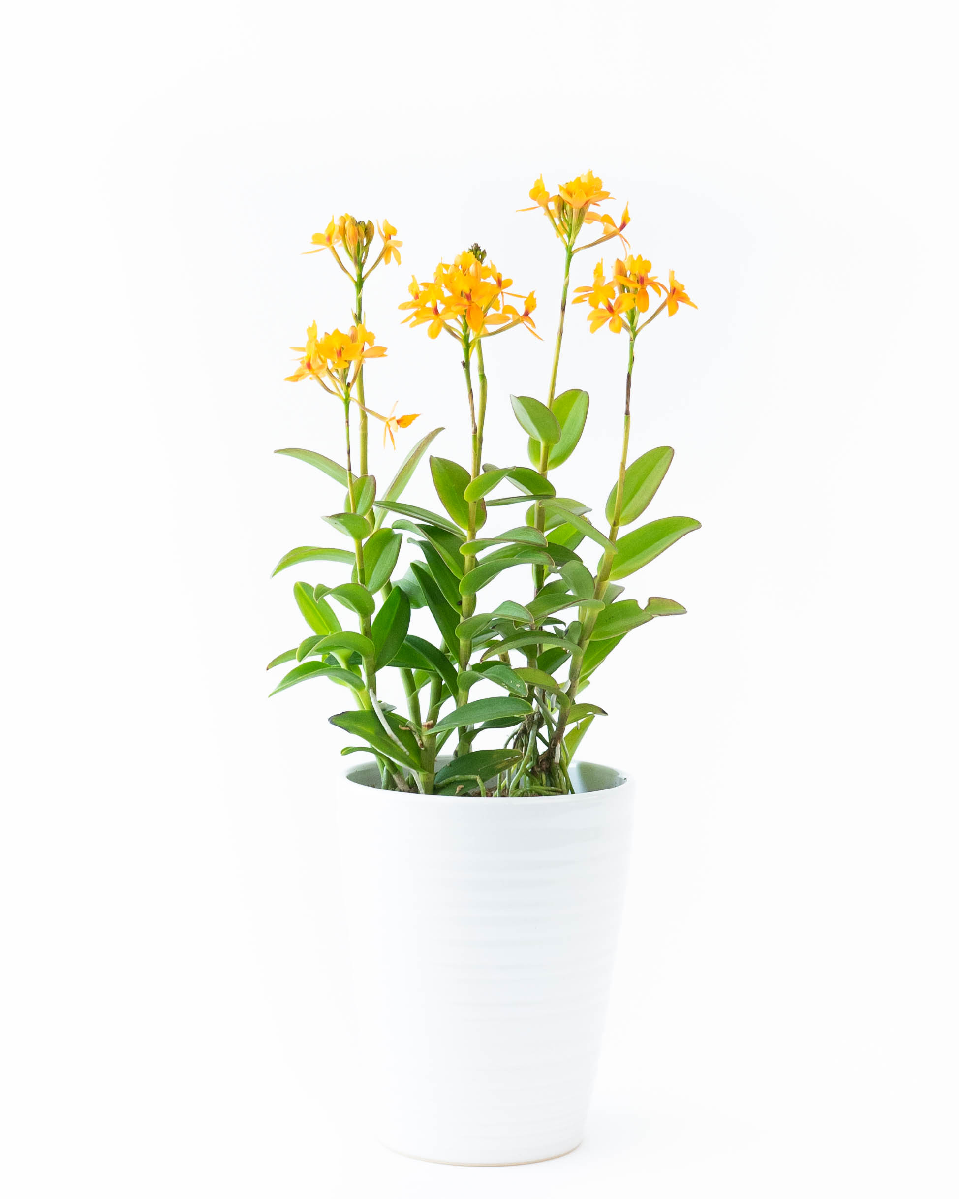 産地直送 エピデンドラム イエロー 陶器鉢／三重 サノオーキッドからお