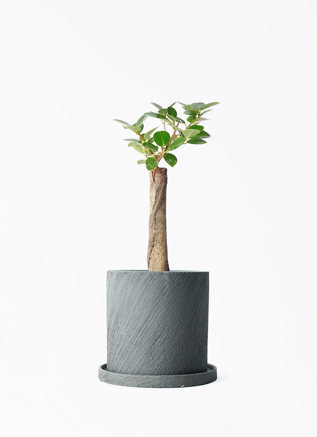 chinese-banyan-panda-131_1.jpg
