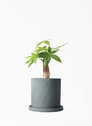 パキラ24出品 楽天市場】パキラ（観葉植物｜花・観葉植物）：花・ガーデン