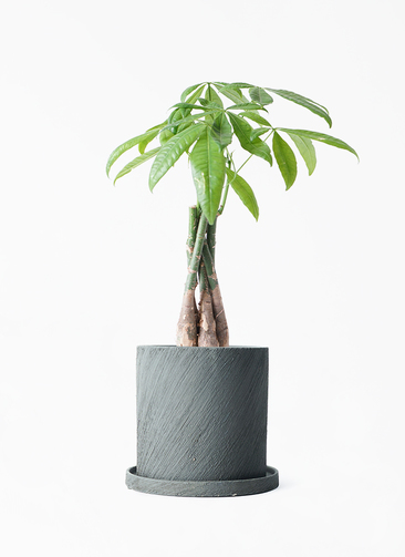 観葉植物 パキラ 4号 ねじり エッシ 16 H ブラック 付き | 観葉植物