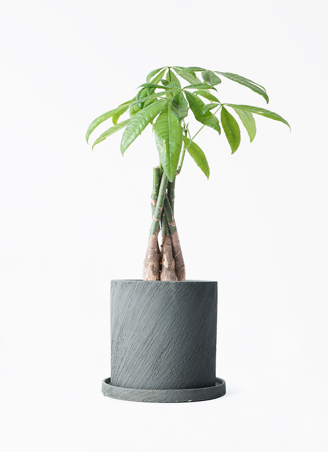 観葉植物 パキラ 4号 ねじり エッシ 16 H ブラック 付き | 観葉植物