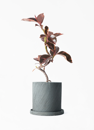 ficus-ruby-160_1.jpg?1713401660