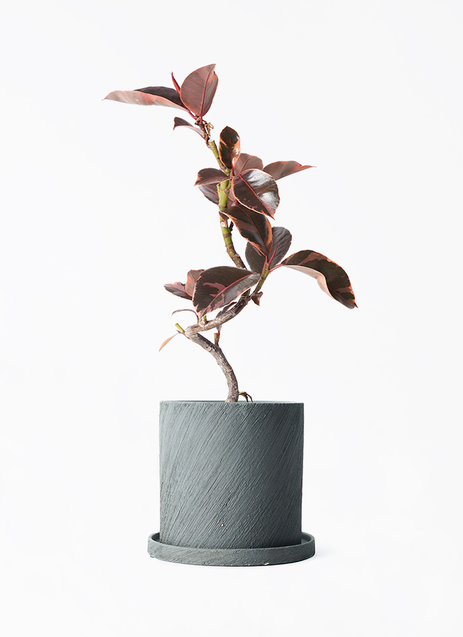 観葉植物 フィカス ルビー 4号 曲り エッシ 16 H ブラック 付き | 観葉