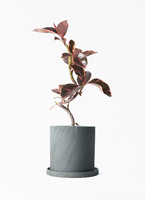 フィカス ルビー 実生 自然樹形 12/16まで特価 送料込 ficus-ruby-160_1.jpg?1713401660