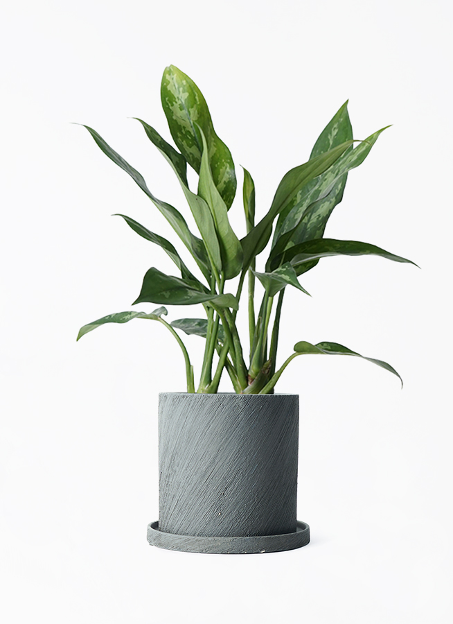 その他観葉植物 Aglaonema Black Hughes Aglaonema Black Sumatra: Colorful Accent Plant - 4