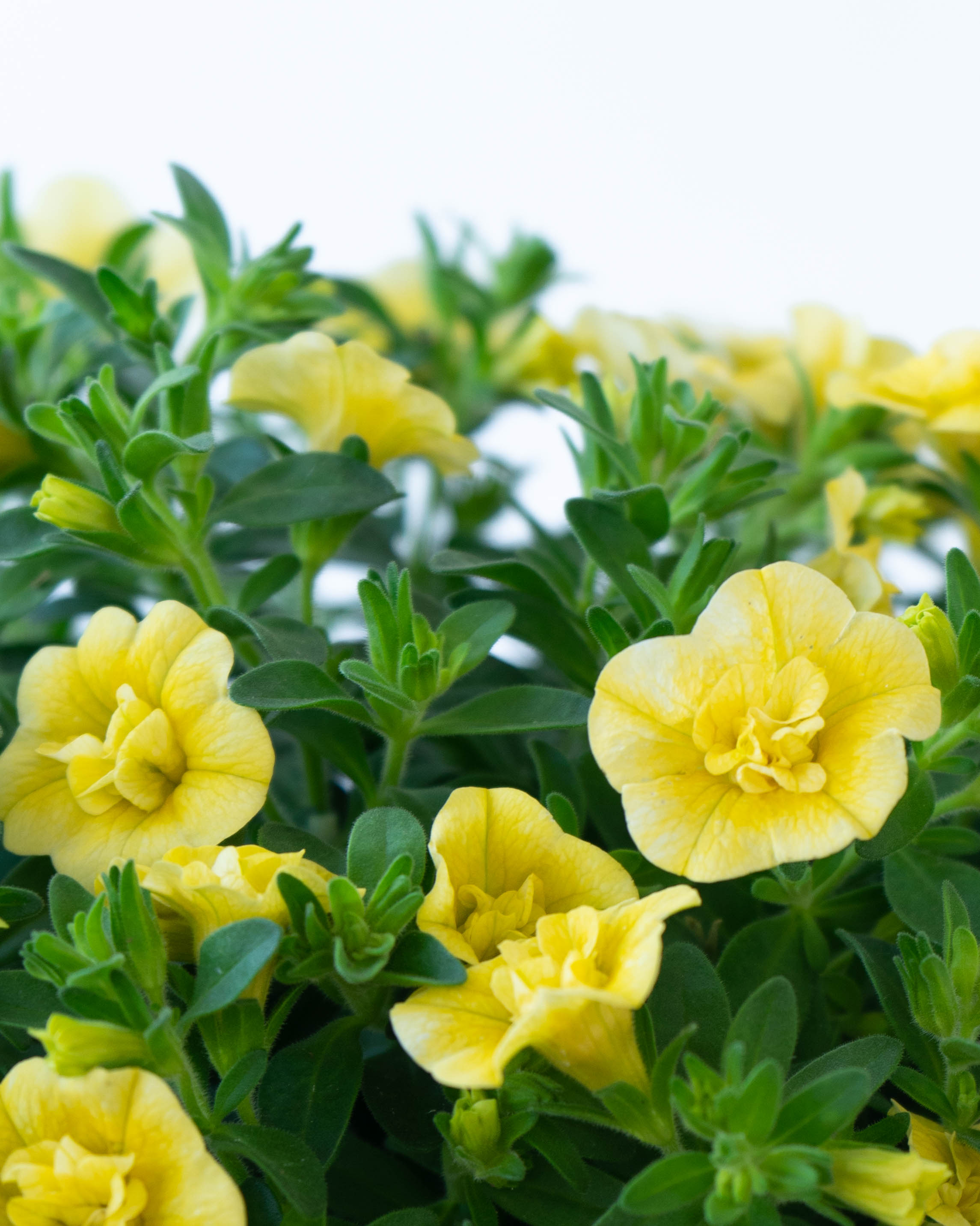 母の日】産地直送 カリブラコア 鉢植えのお花 クリアイエロー 5号
