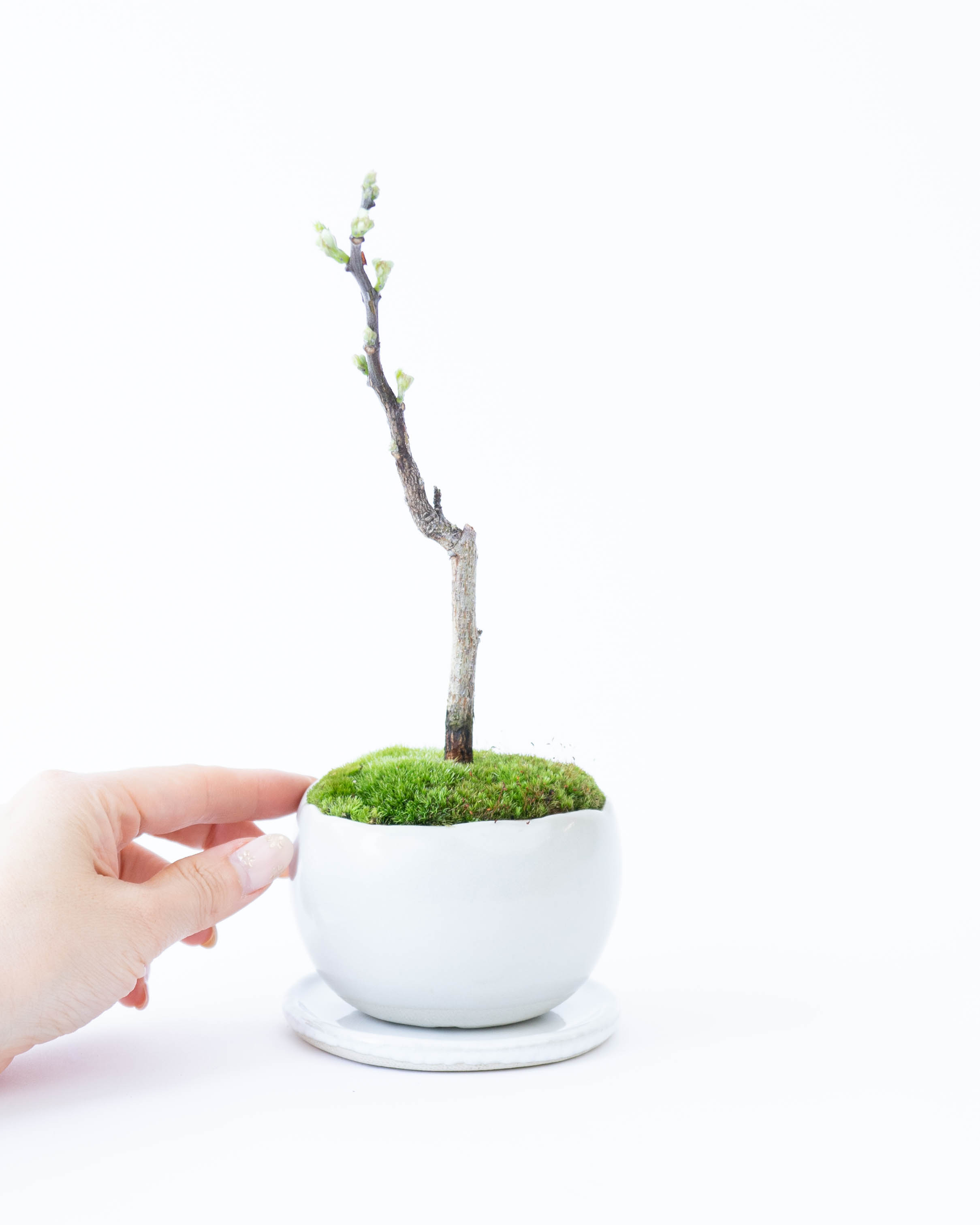 石木文　white garden オクトゴナル　未使用 観葉植物 オリーブ 10号 ミッション エコストーンLight Gray