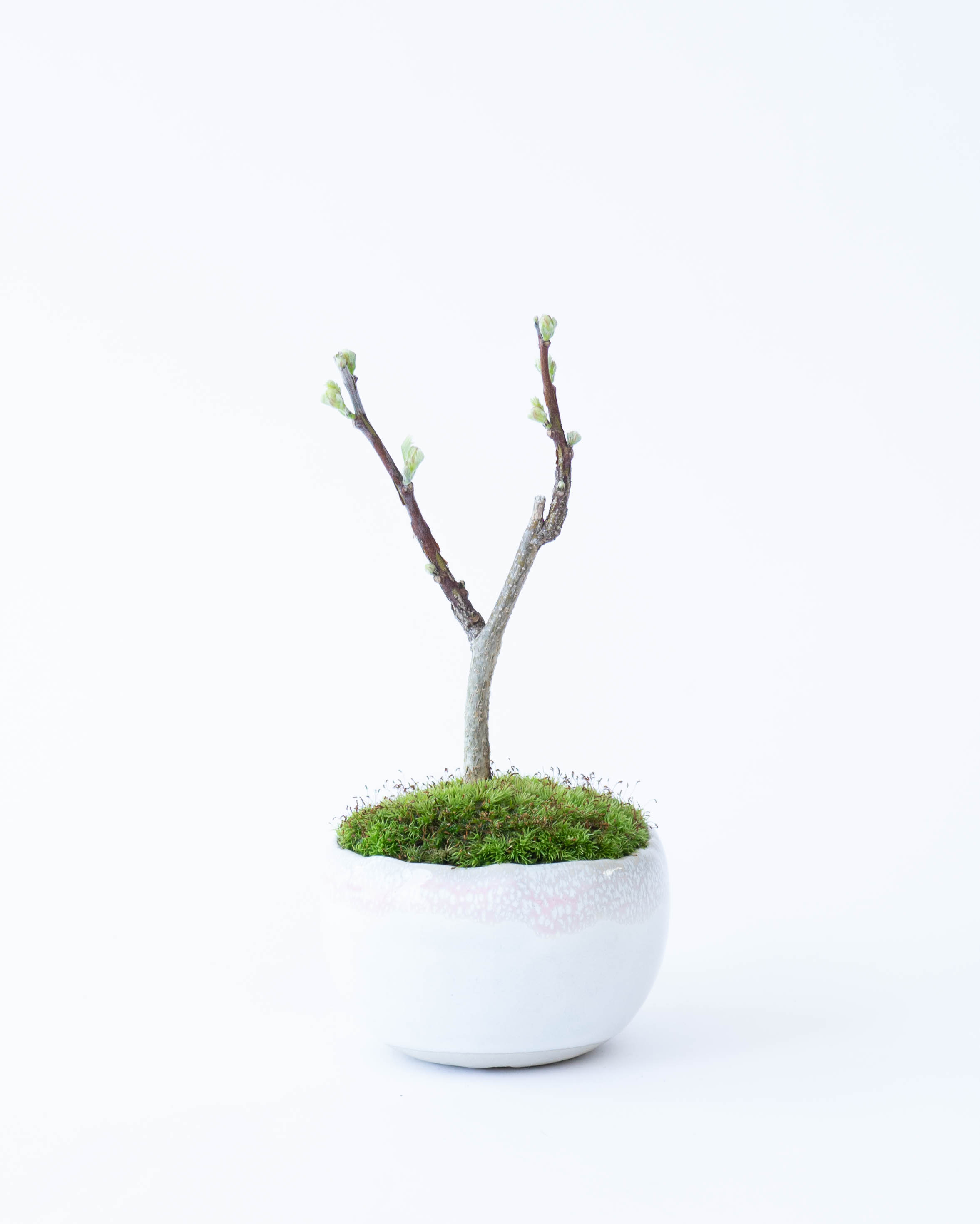 産地直送 盆栽 アメリカ藤 2Lサイズ 鉢色 桜流れ／山形 石木花からお