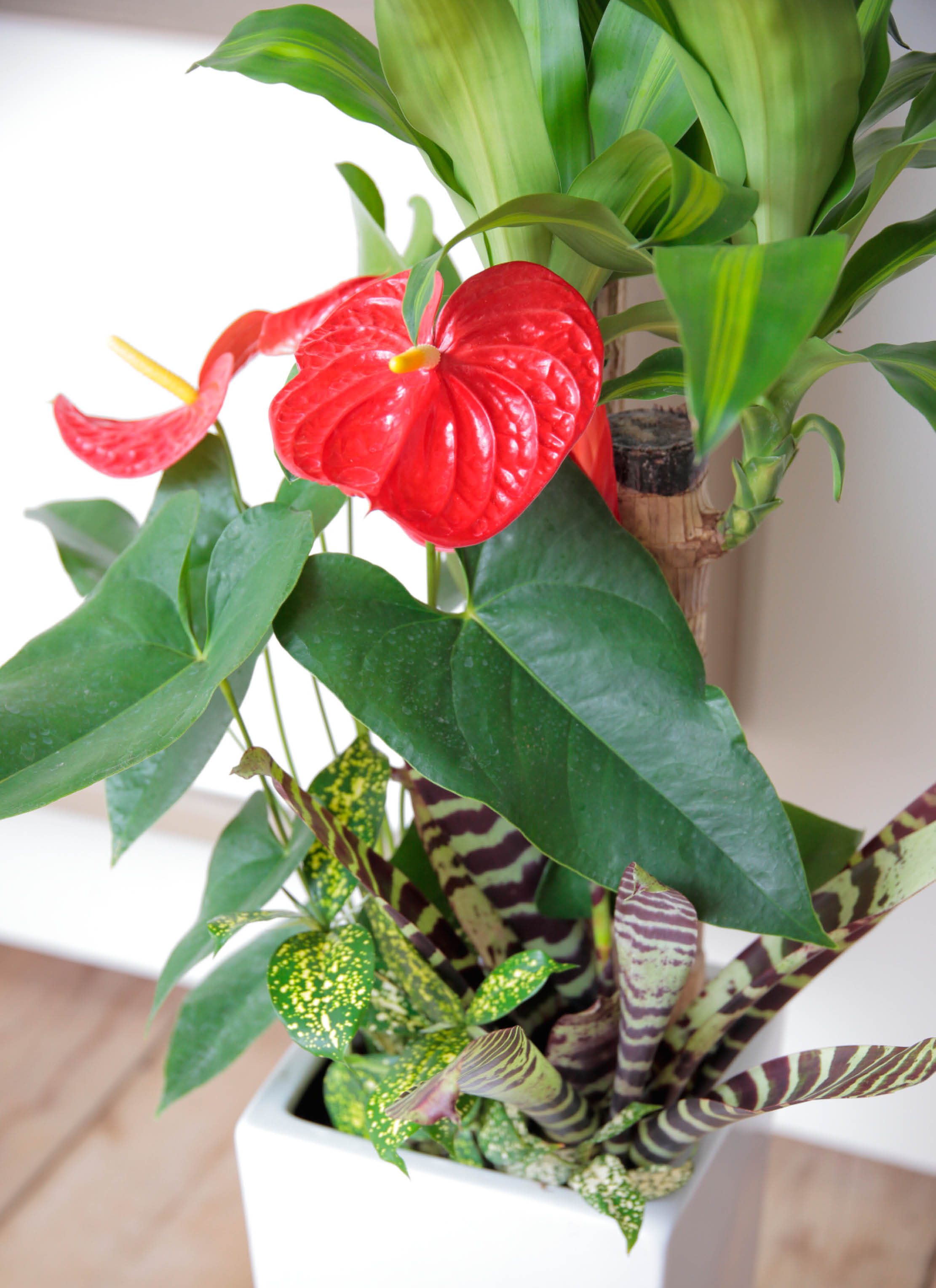 観葉植物 ドラセナ 幸福の木 8号 寄せ植え 角高陶器 | 観葉植物なら