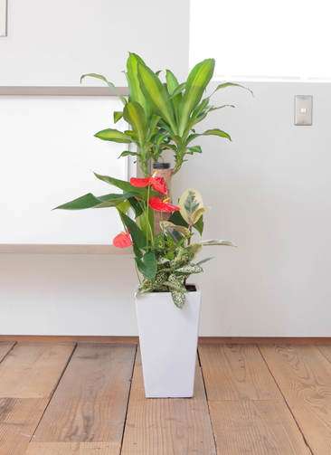 観葉植物 ドラセナ 幸福の木 7号 寄せ植え 角陶器 | 観葉植物なら