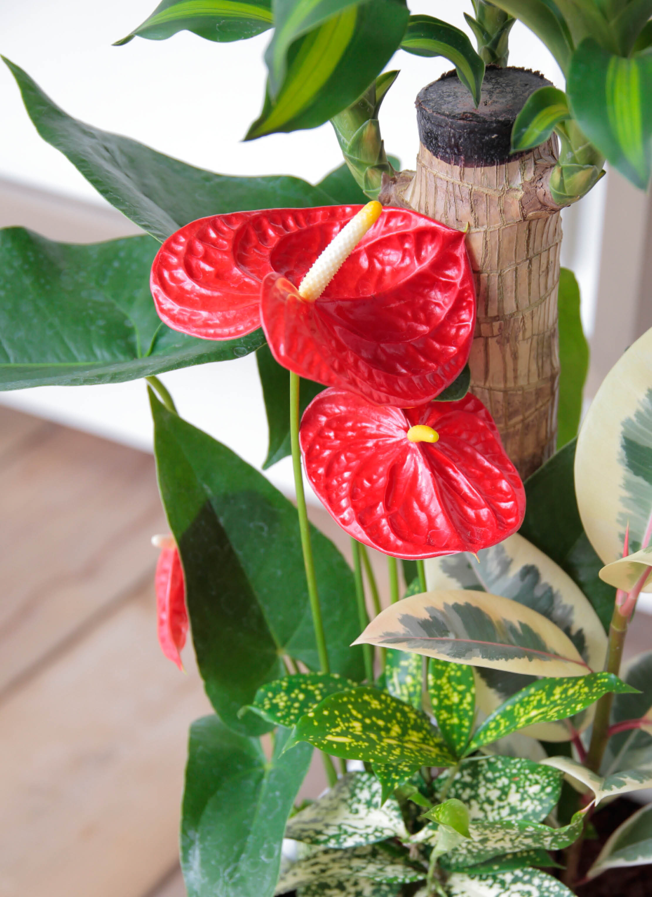 観葉植物 ドラセナ 幸福の木 7号 寄せ植え 角陶器 | 観葉植物なら