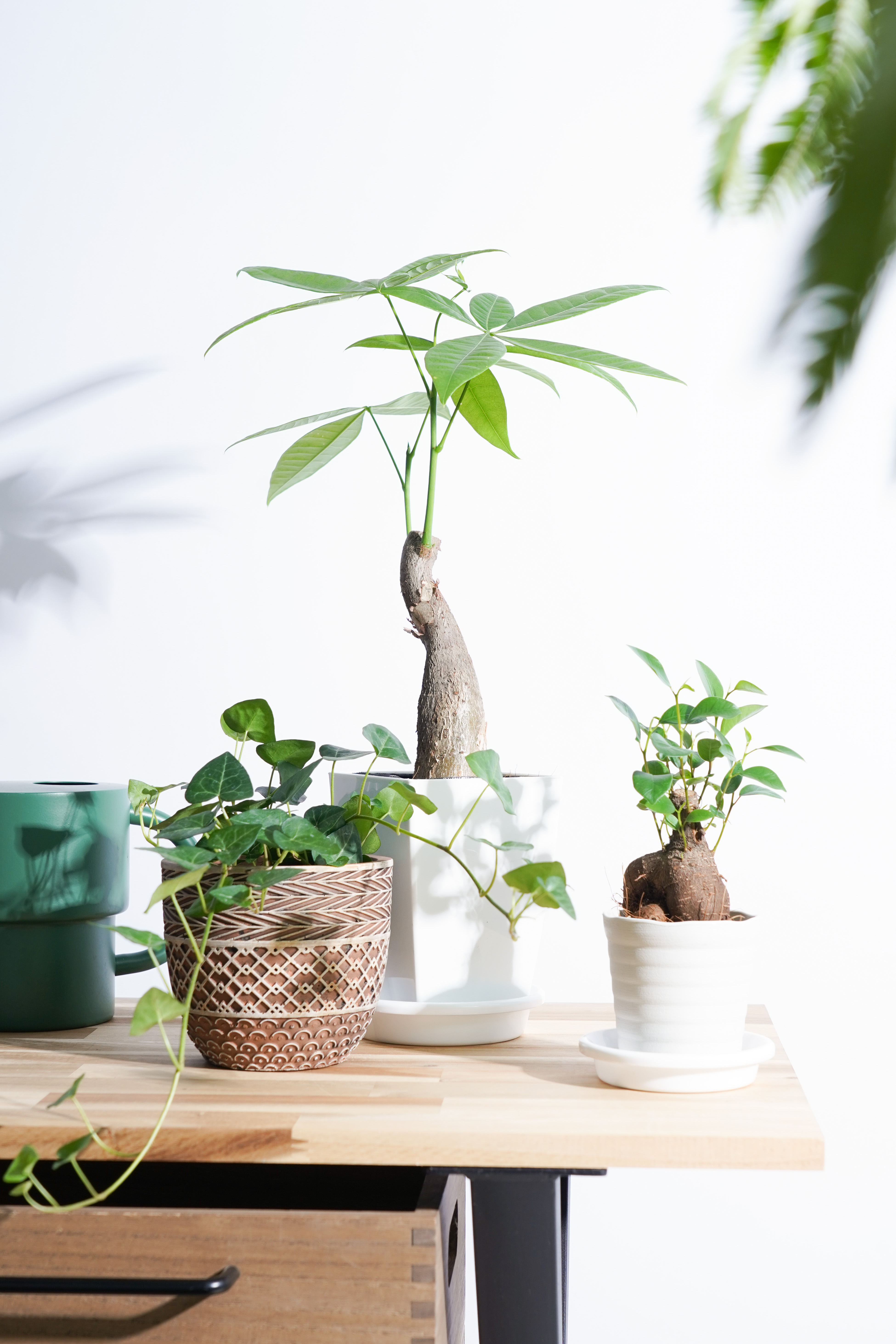 観葉植物 初心者にもおすすめお試し3点セット（パキラ 4号