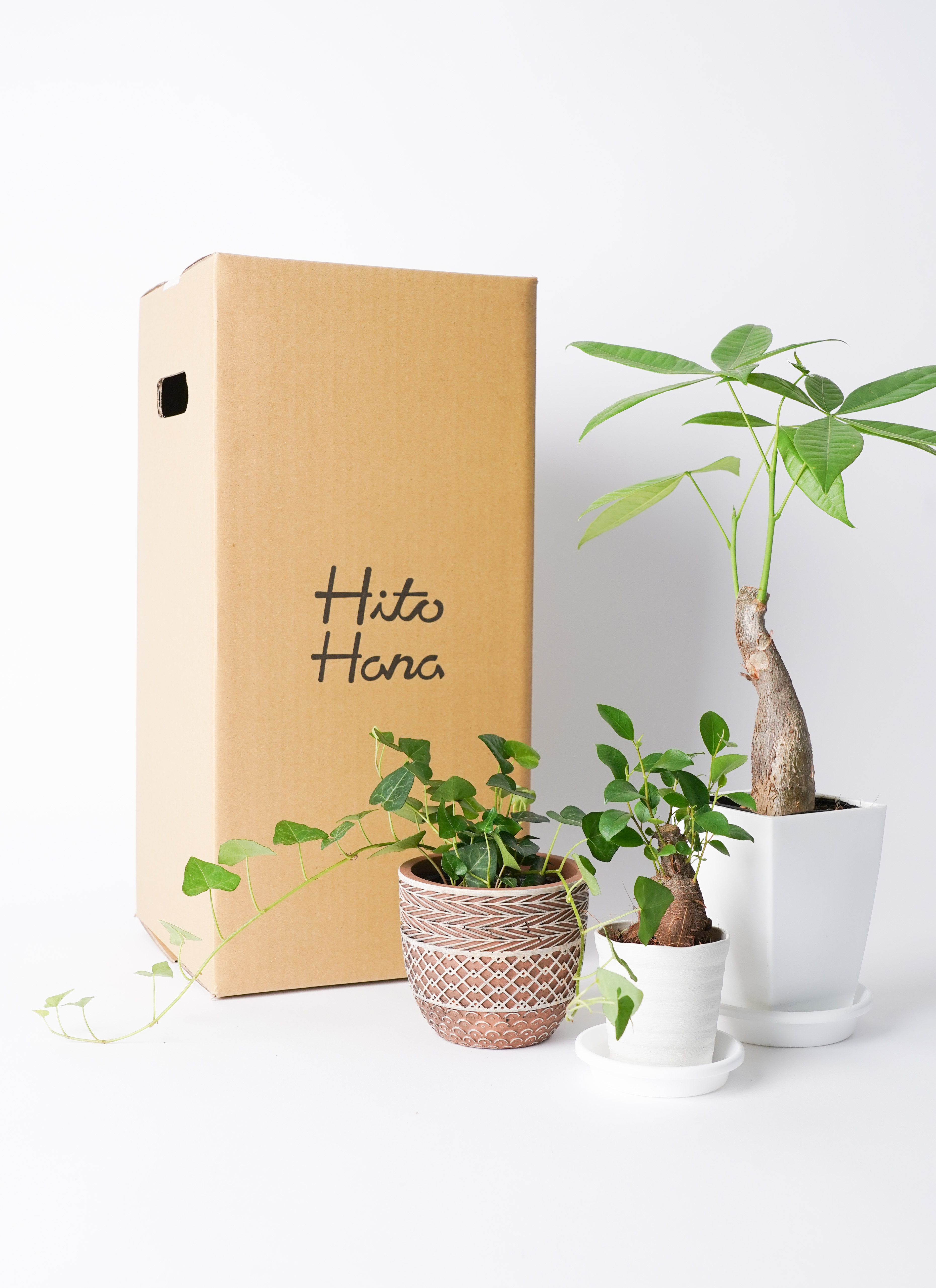インテリアにも映える！初心者にぴったりの観葉植物3点セットC１ インテリアにも映える！初心者にぴったりの観葉植物3点セットC1