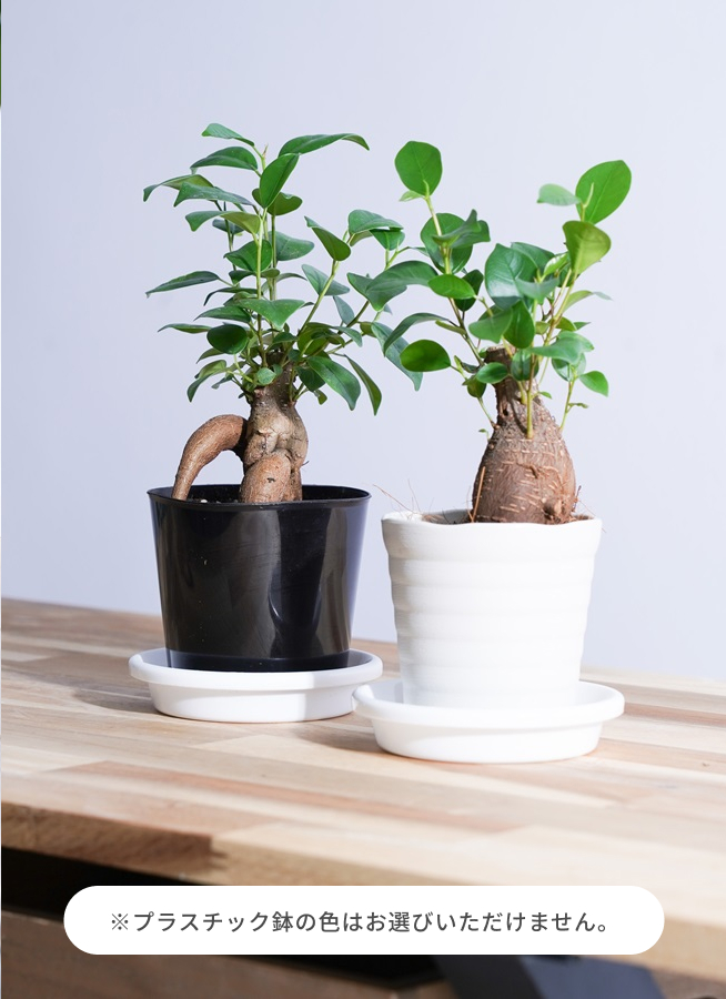 観葉植物 初心者にもおすすめお試し3点セット（パキラ 4号