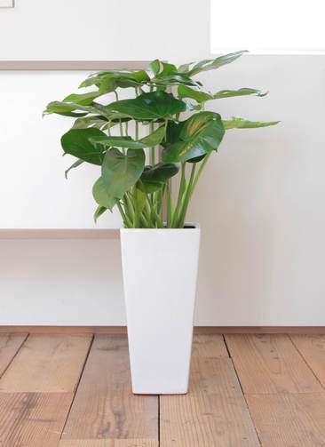 観葉植物 モンステラ 8号 ボサ造り 角高陶器 | 観葉植物ならHitoHana