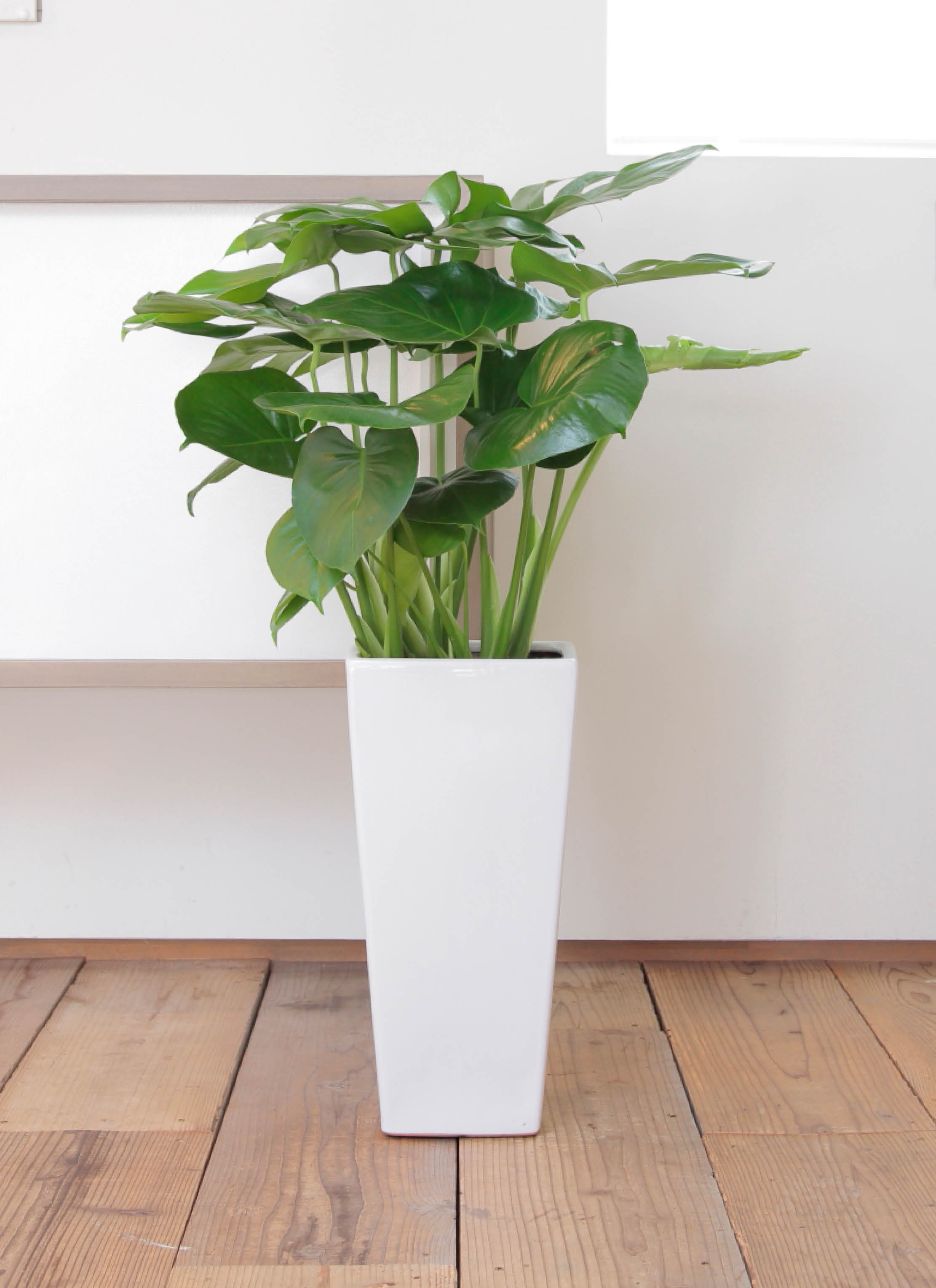 観葉植物 モンステラ 8号 ボサ造り 角高陶器 | 観葉植物ならHitoHana