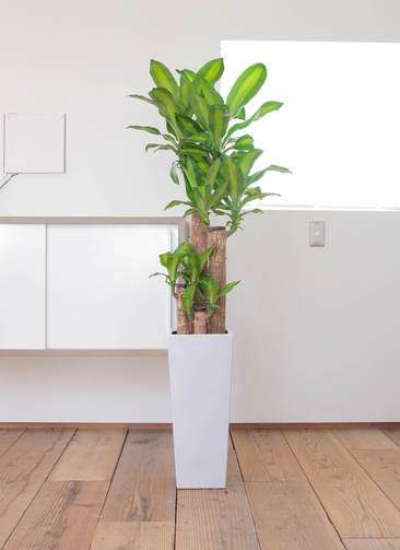 現品販売　ドラセナ　幸福の木　120cm　京都で手渡しの場合1,900円お値引き 観葉植物 ドラセナ 幸福の木 10号 寄せ植え 角高陶器 | 観葉植物