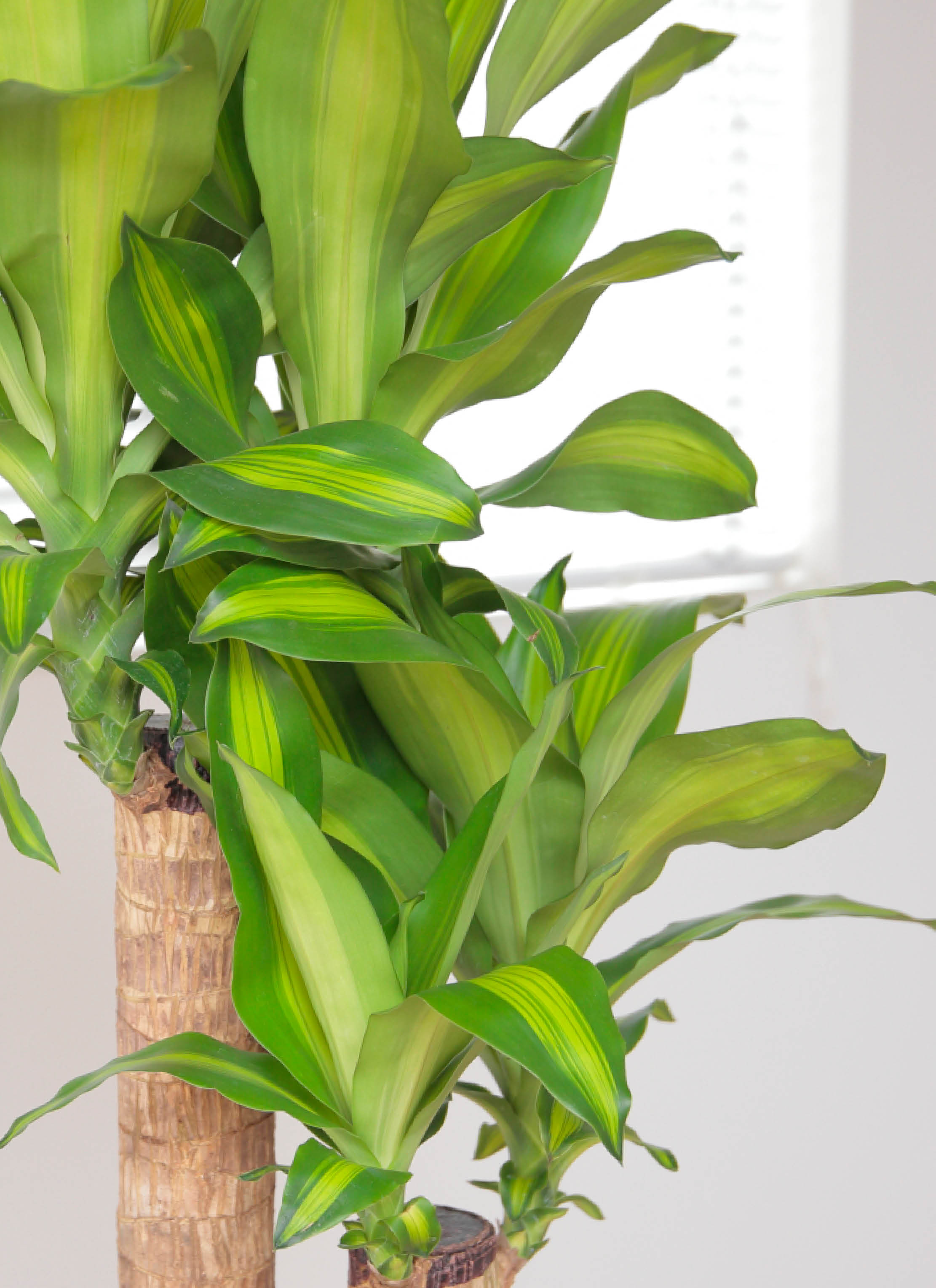 観葉植物 ドラセナ 幸福の木 8号 ノーマル 角高陶器 | 観葉植物なら