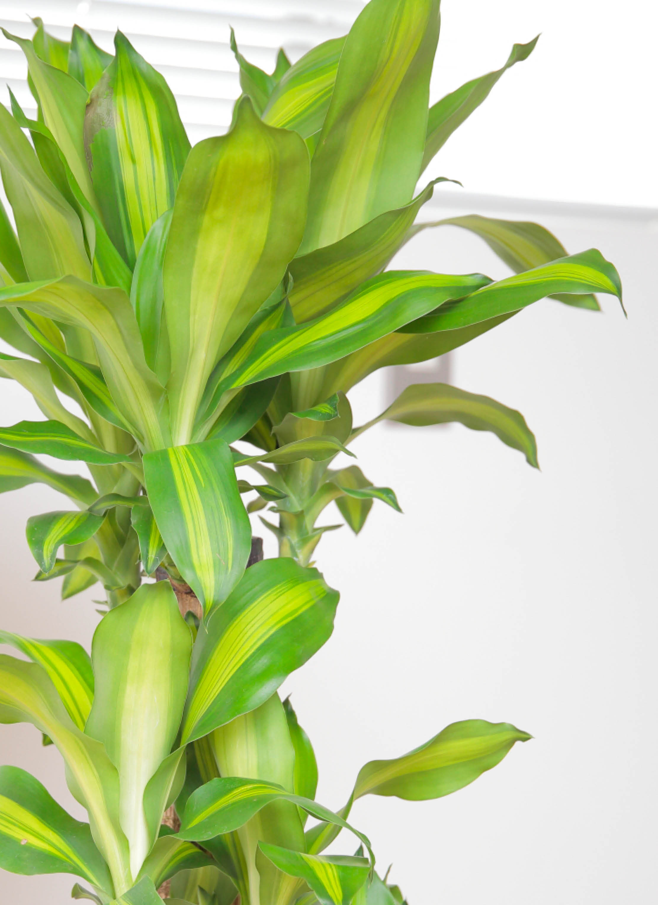 観葉植物 ドラセナ 幸福の木 7号 ノーマル 角高陶器 | 観葉植物なら