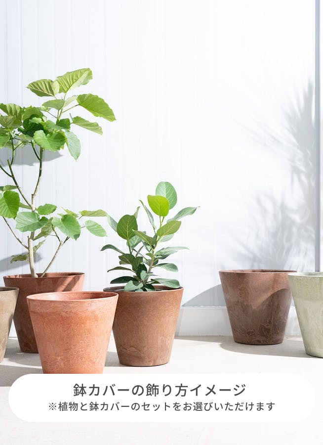 Yuuka様専用⚠三重県】緑の宝石！濃い緑色の葉が魅力♪シュロチク