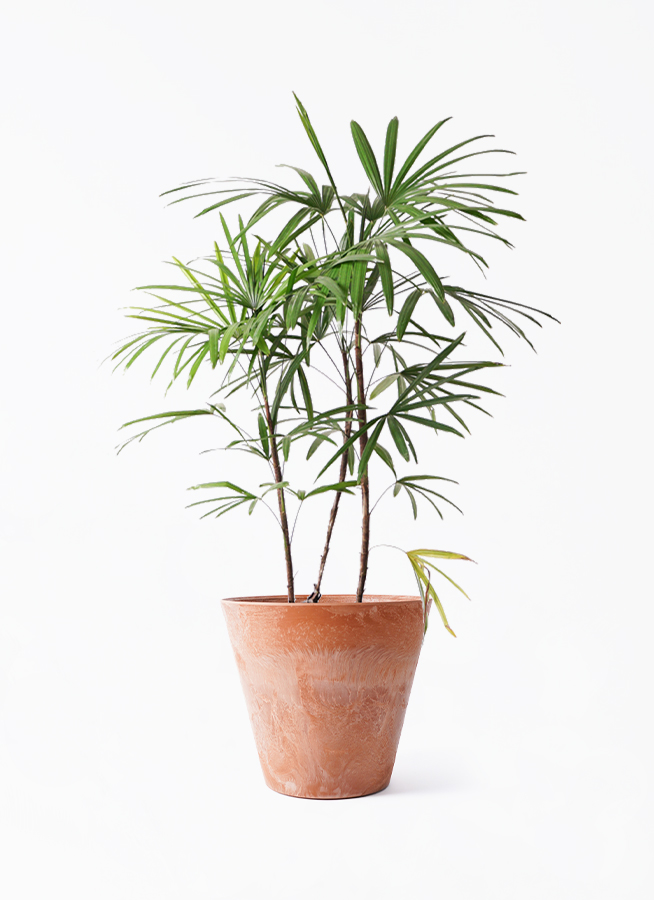 シュロチク 8号 | 観葉植物 | 送料無料でお届け - Hitohana（ひとはな）