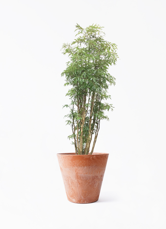 polyscias-226_1.jpg?1716777762