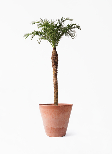 観葉植物 フェニックスロベレニー 10号 プラスチック鉢 | 観葉植物なら 