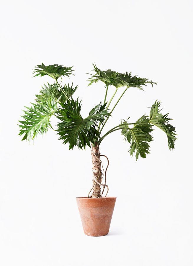 philodendron-selloum-325_1.jpg
