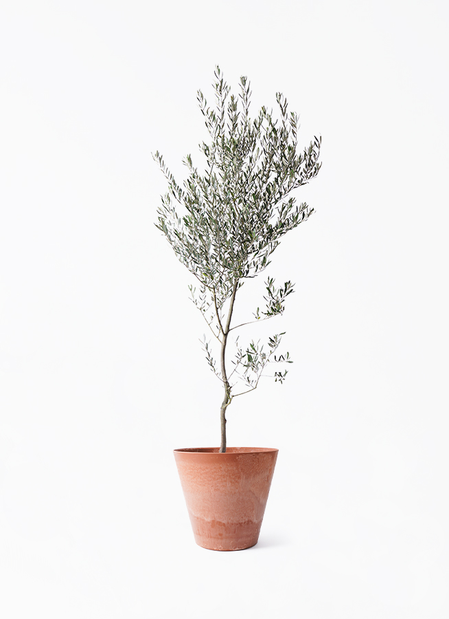 観葉植物 オリーブの木 10号 創樹 アートストーン ラウンド TERRA 付き