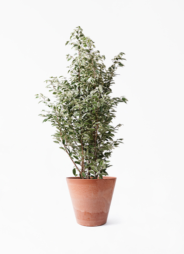 ficus-benjamina-1114_1.jpg?