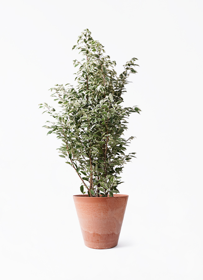 ficus-benjamina-1114_1.jpg?
