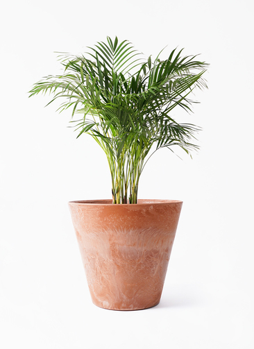 観葉植物 アレカヤシ 8号 アートストーン ラウンド TERRA 付き | 観葉