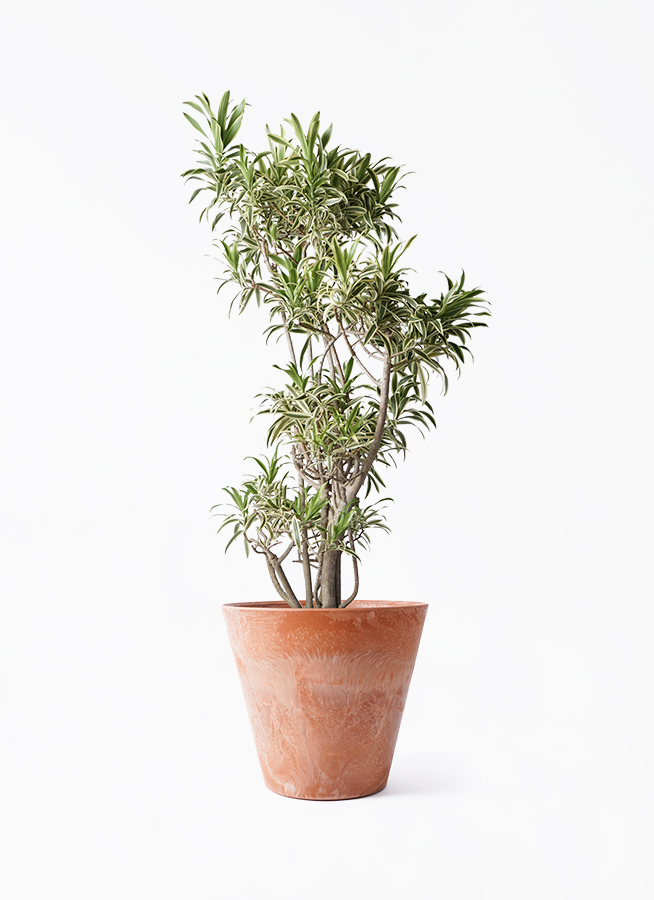 観葉植物 ドラセナ 観葉植物 ドラセナ ソング オブ インディア 8号 アートストーン