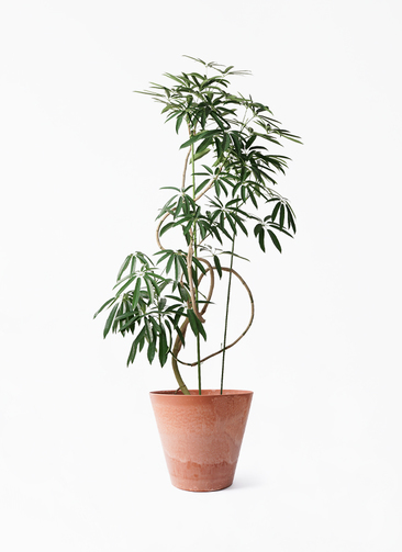 angustifolia-543_1.jpg?1716778113