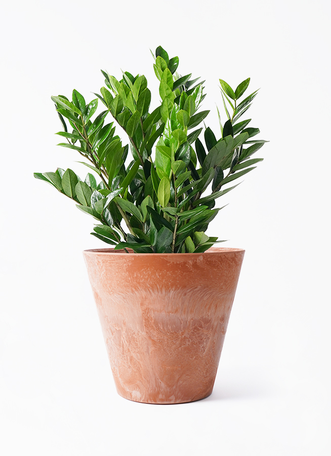 ザミオクルカス 8号 | 観葉植物の通販ならHitoHana（ひとはな）