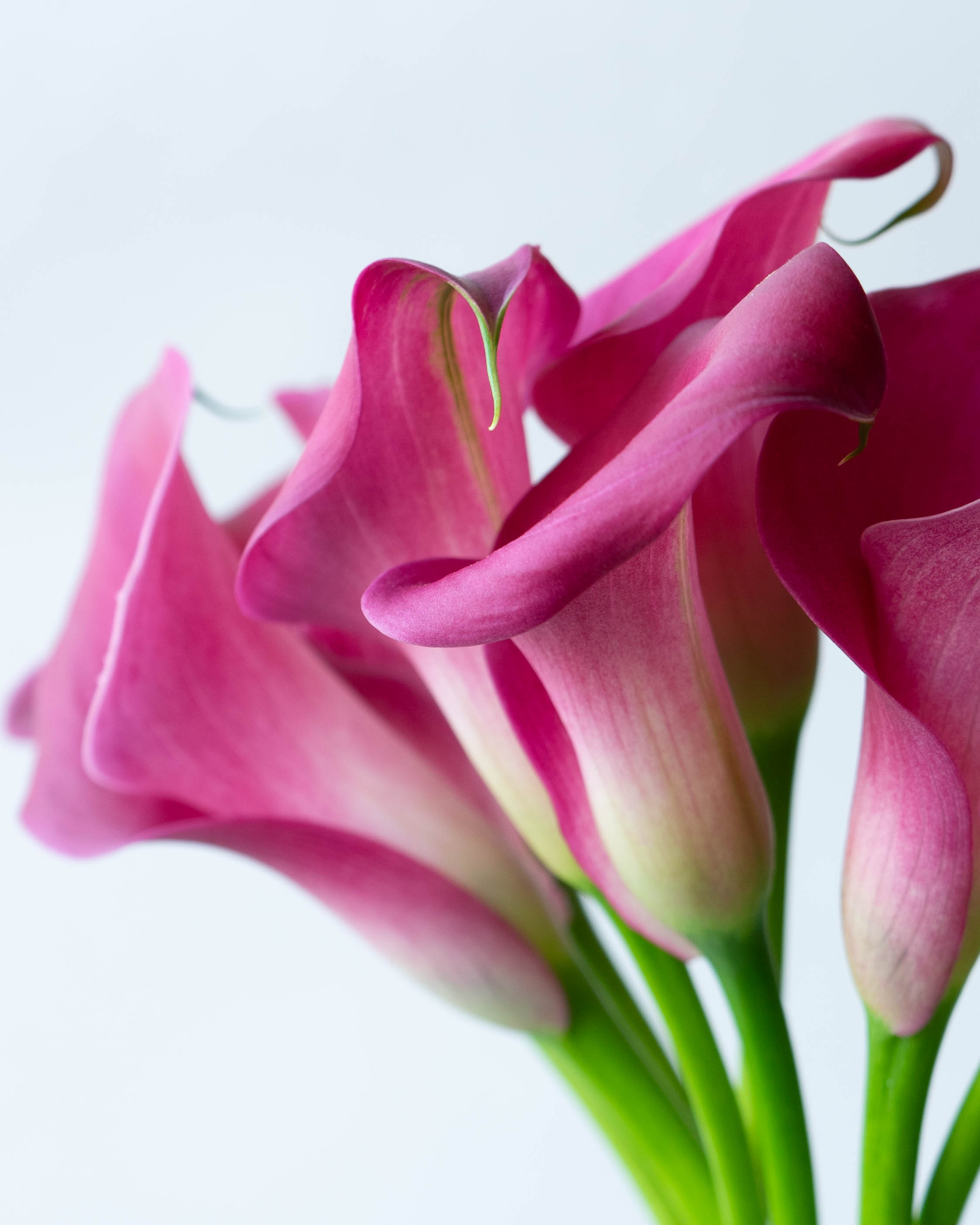 産地直送 カラー 花束 ピンク (20本)／岩手 三浦さんからお届け