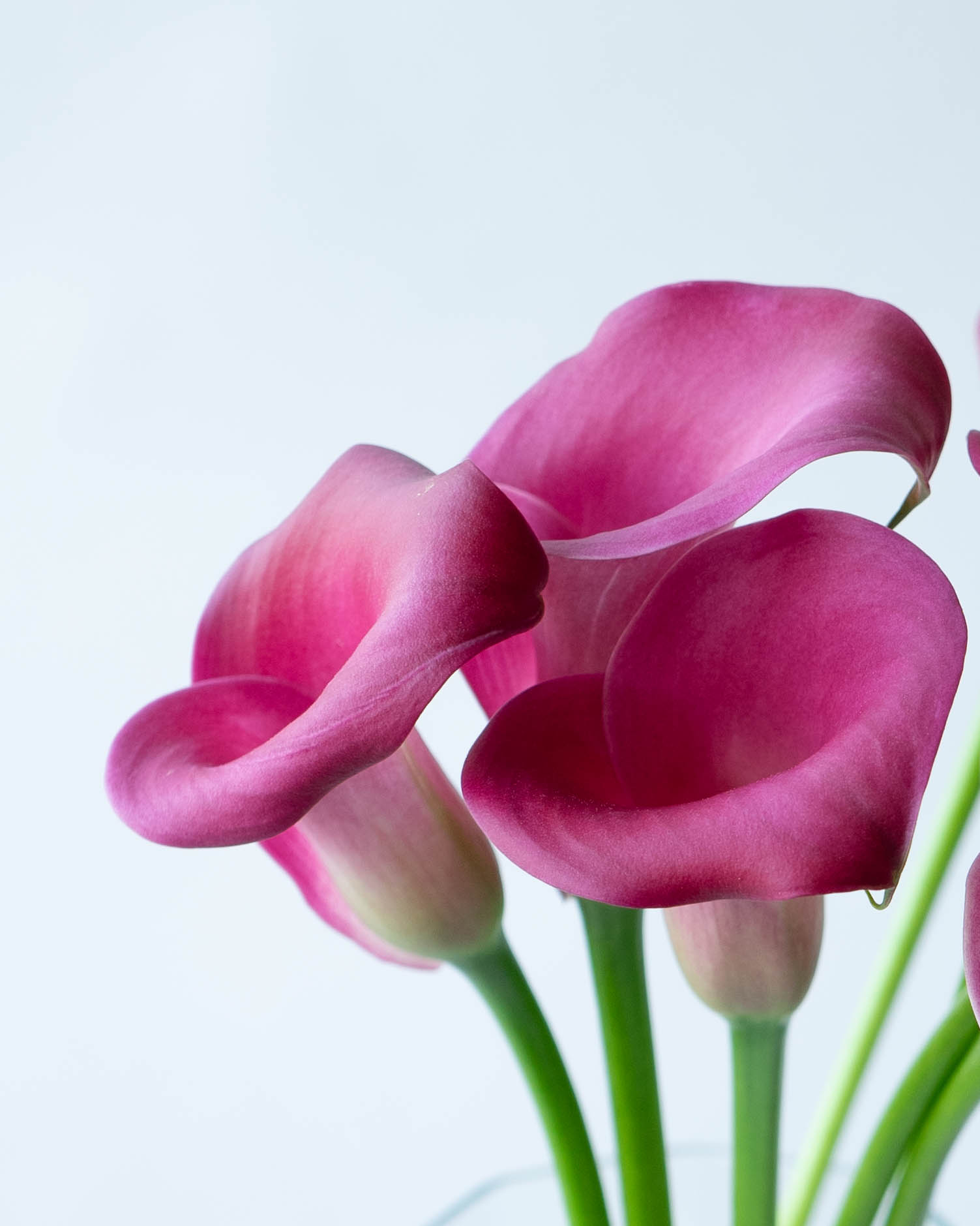 花 フラワーマウンテン スニーカー PAMPAS FM03312（Engine） - SO