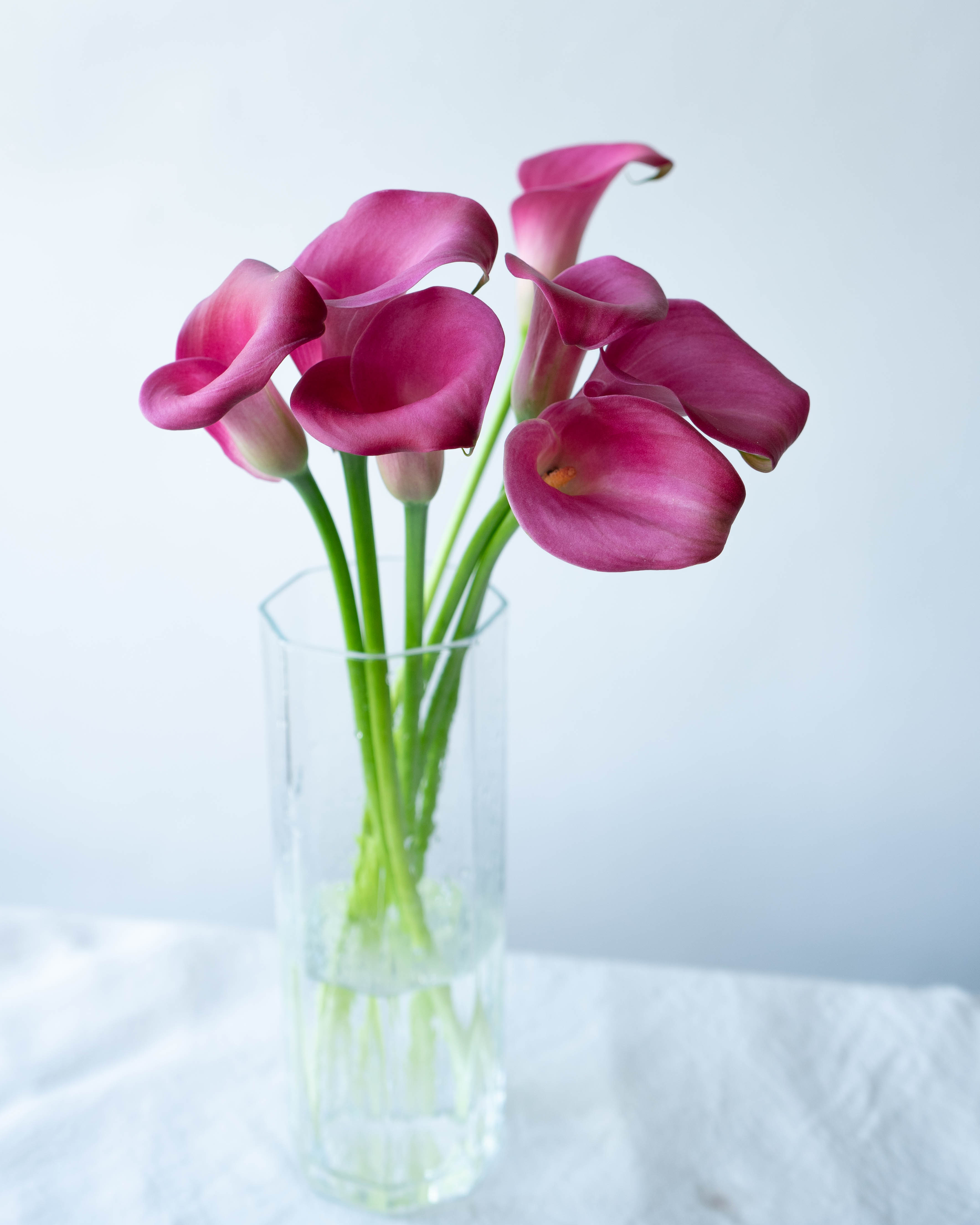 産地直送 カラー 花束 ピンク (7本)／岩手 三浦さんからお届け