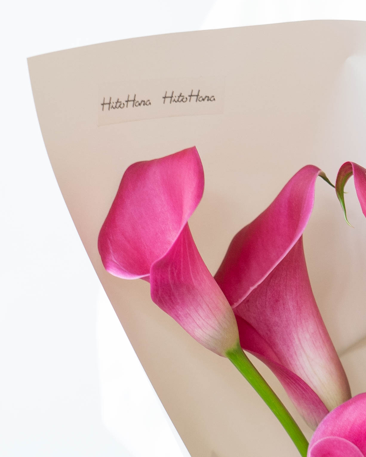 産地直送 カラー 花束 ピンク (7本)／岩手 三浦さんからお届け