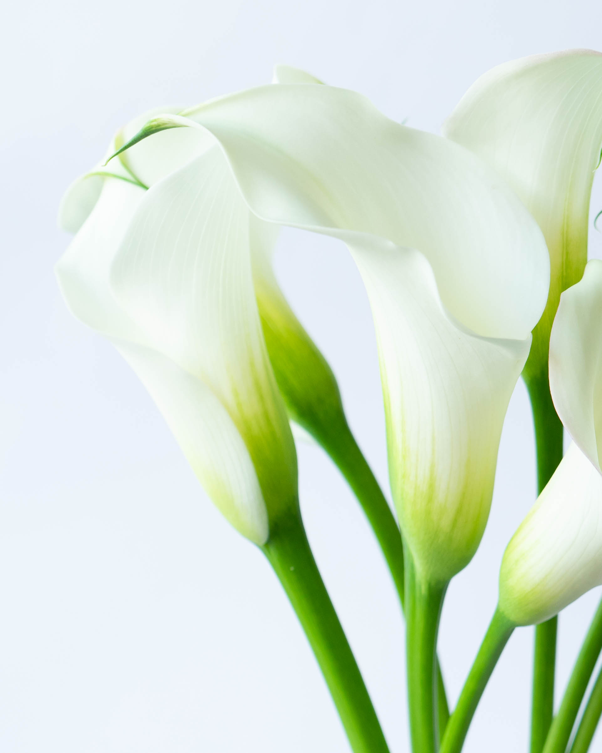 産地直送 カラー 花束 ホワイト (20本)／岩手 三浦さんからお