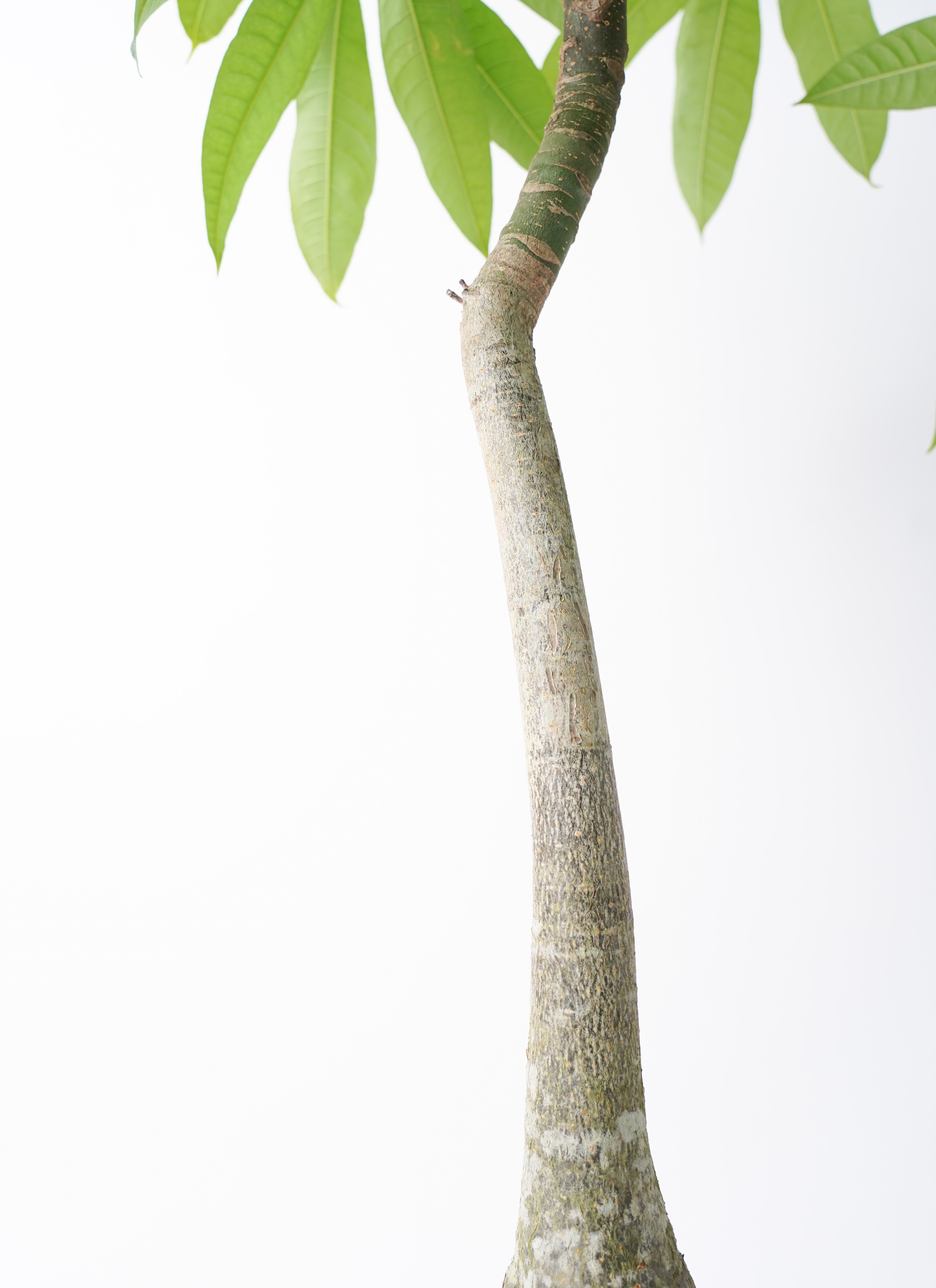 観葉植物 パキラ 8号 実生（みしょう） プラスチック鉢 | 観葉植物なら