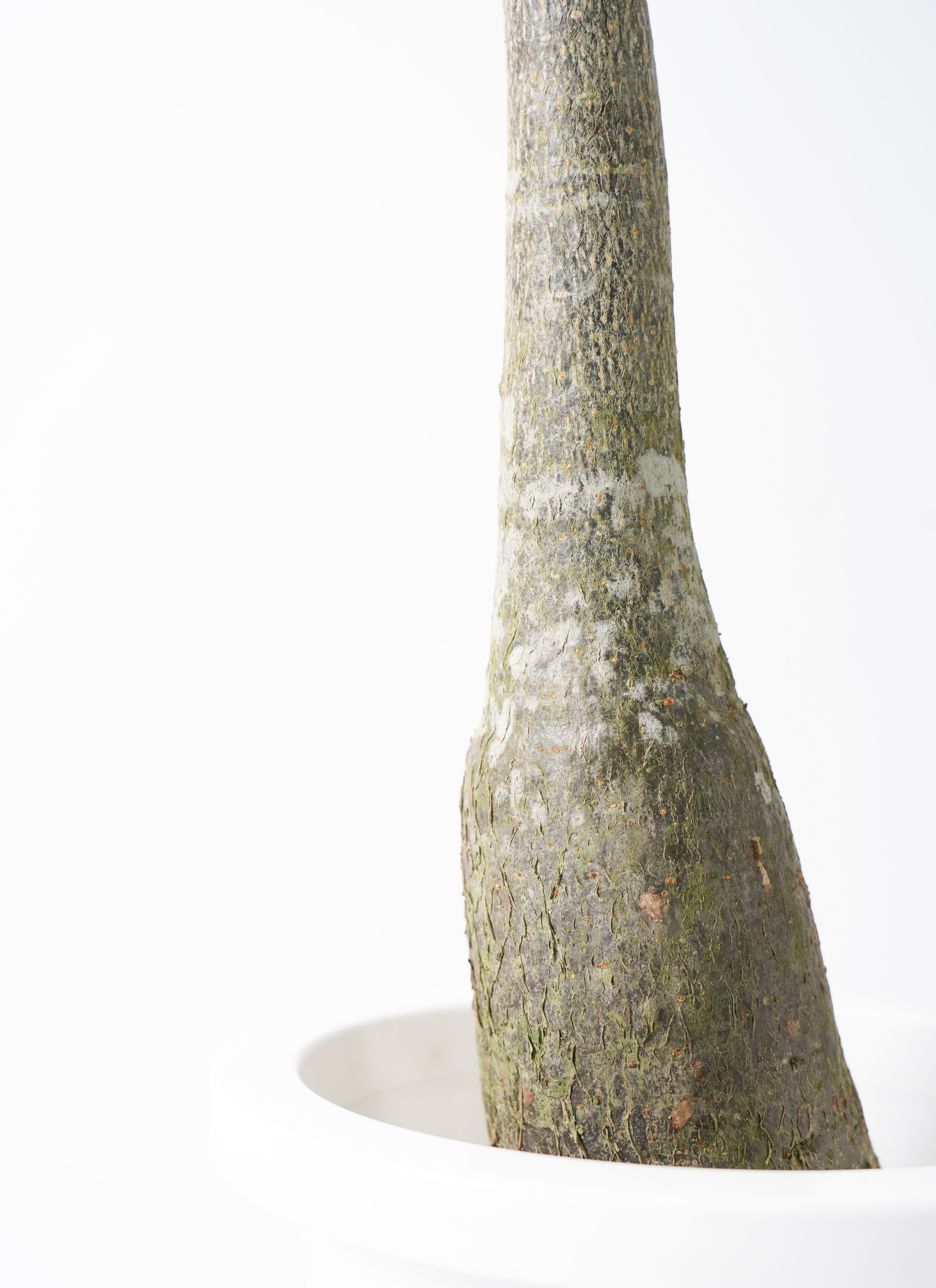 観葉植物 パキラ 8号 実生（みしょう） プラスチック鉢 | 観葉
