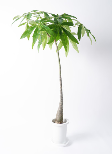 観葉植物 パキラ 7号 実生（みしょう） プラスチック鉢 | 観葉植物なら